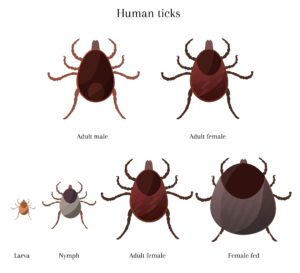 shutterstock 1956555205 shutterstock_1956555205