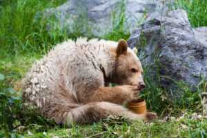 shutterstock 208099630 A,Hungry,White,Kermode,Or,Spirit,Bear,Licks,Honey,From