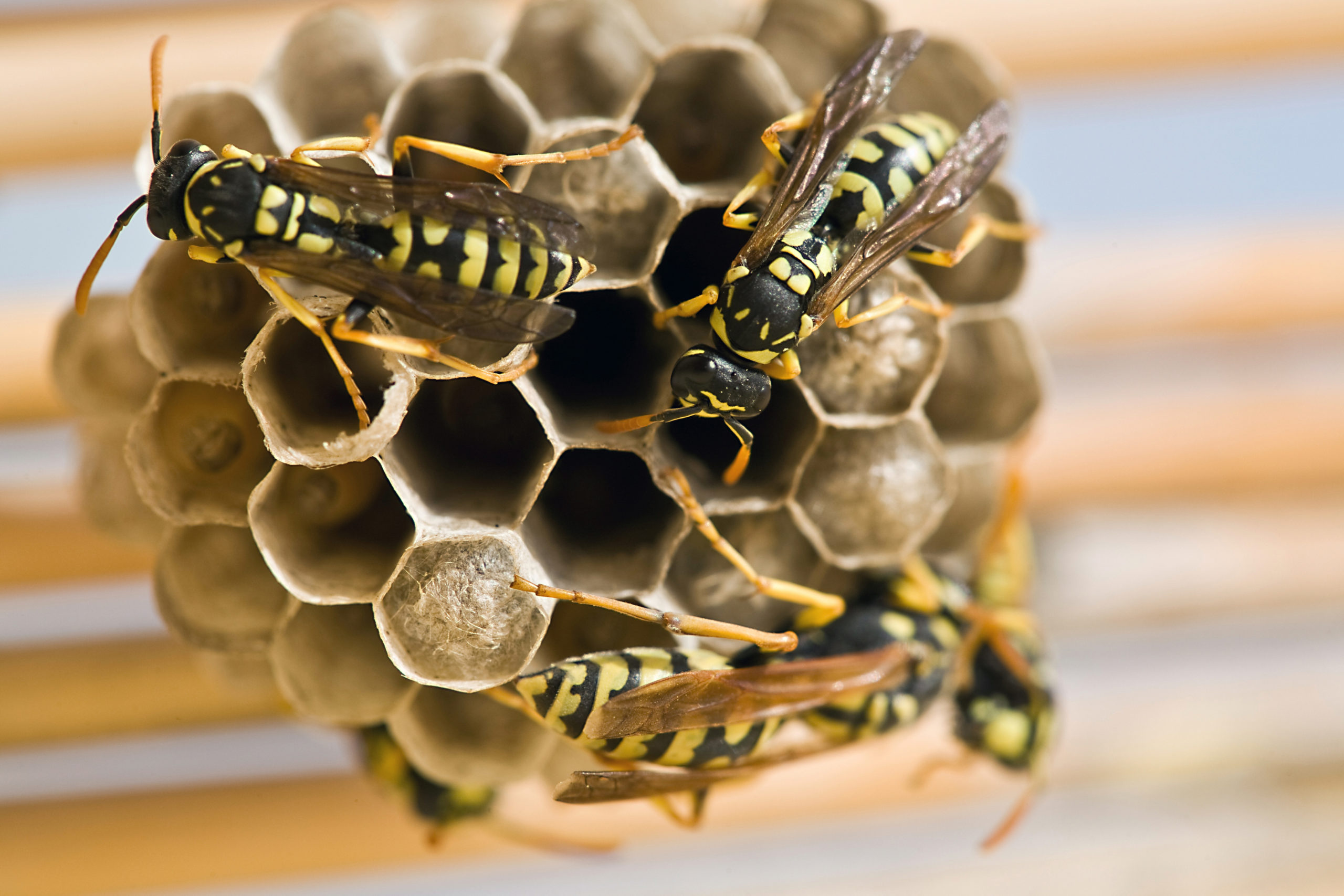 shutterstock 356919380 scaled Life Cycles of Paper Wasps