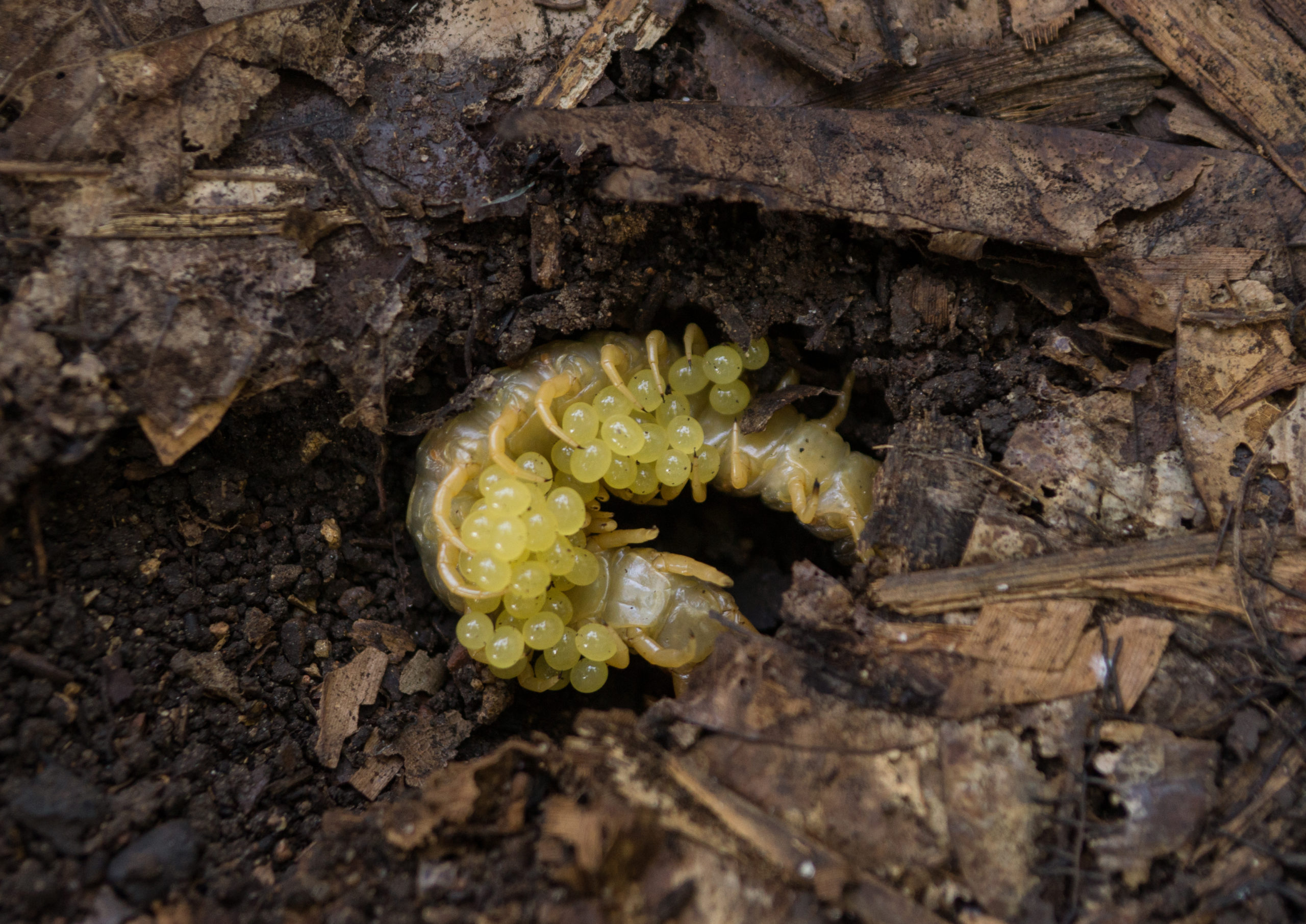shutterstock 383522548 scaled Life Cycles of Centipedes