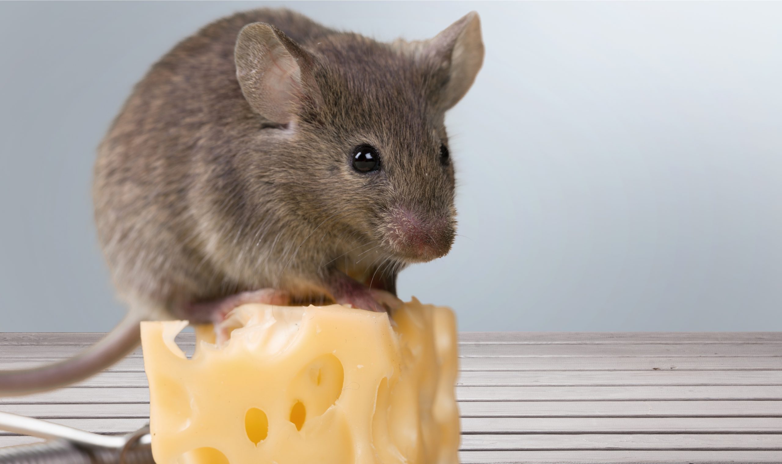shutterstock 391205890 scaled 10 Common Pest Questions and Their Answers