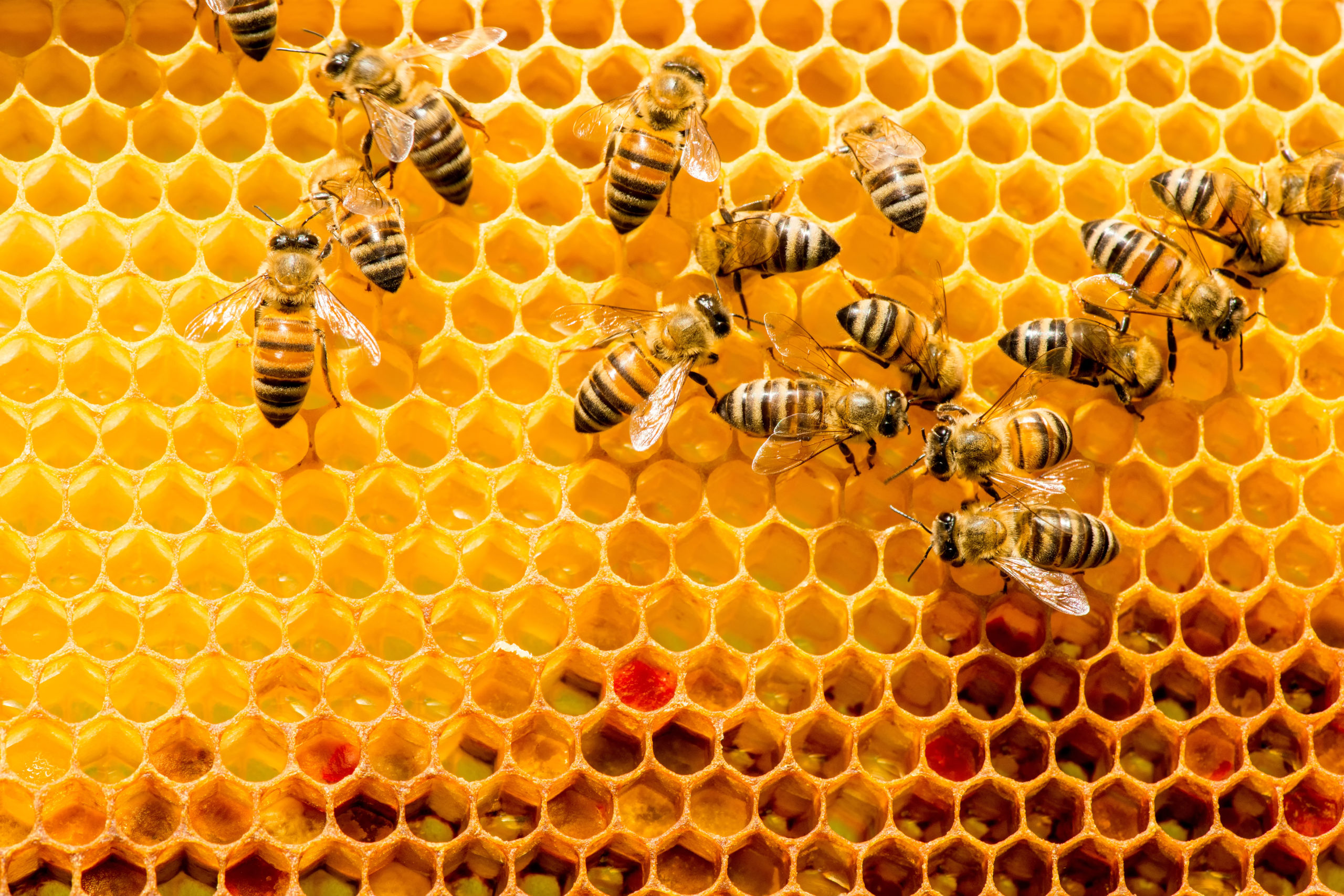 shutterstock 420380341 scaled Insect and Pest Vocabulary Words