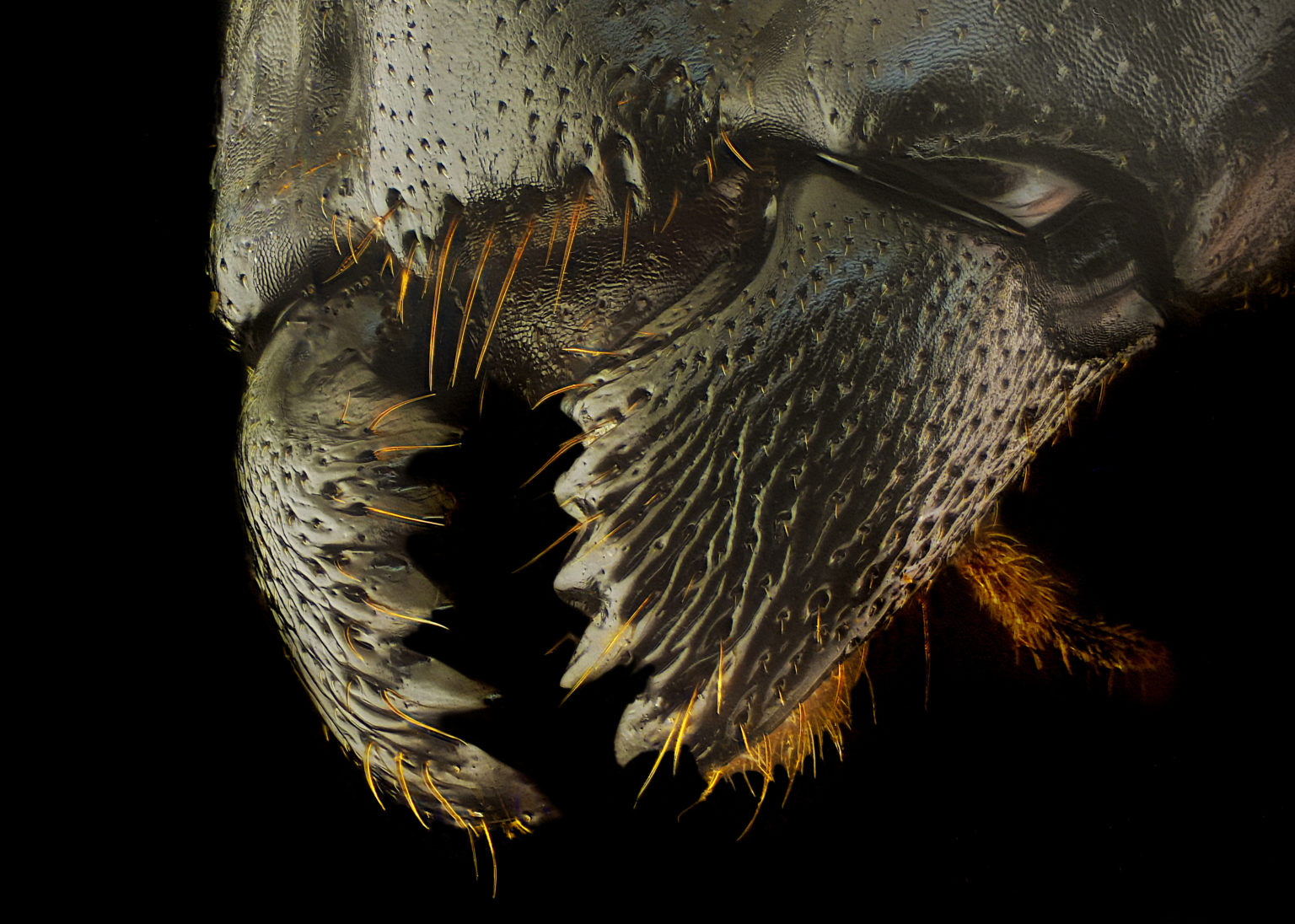 Ant,Mandibles Pointe Pest Control Chicago Pest Control and Exterminator