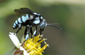 shutterstock 528185833 Bee/bee,Beautiful/cuckoo,Wasp
