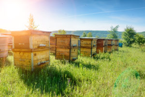 shutterstock 653194420 Hives,In,An,Apiary,With,Bees,Flying,To,The,Landing