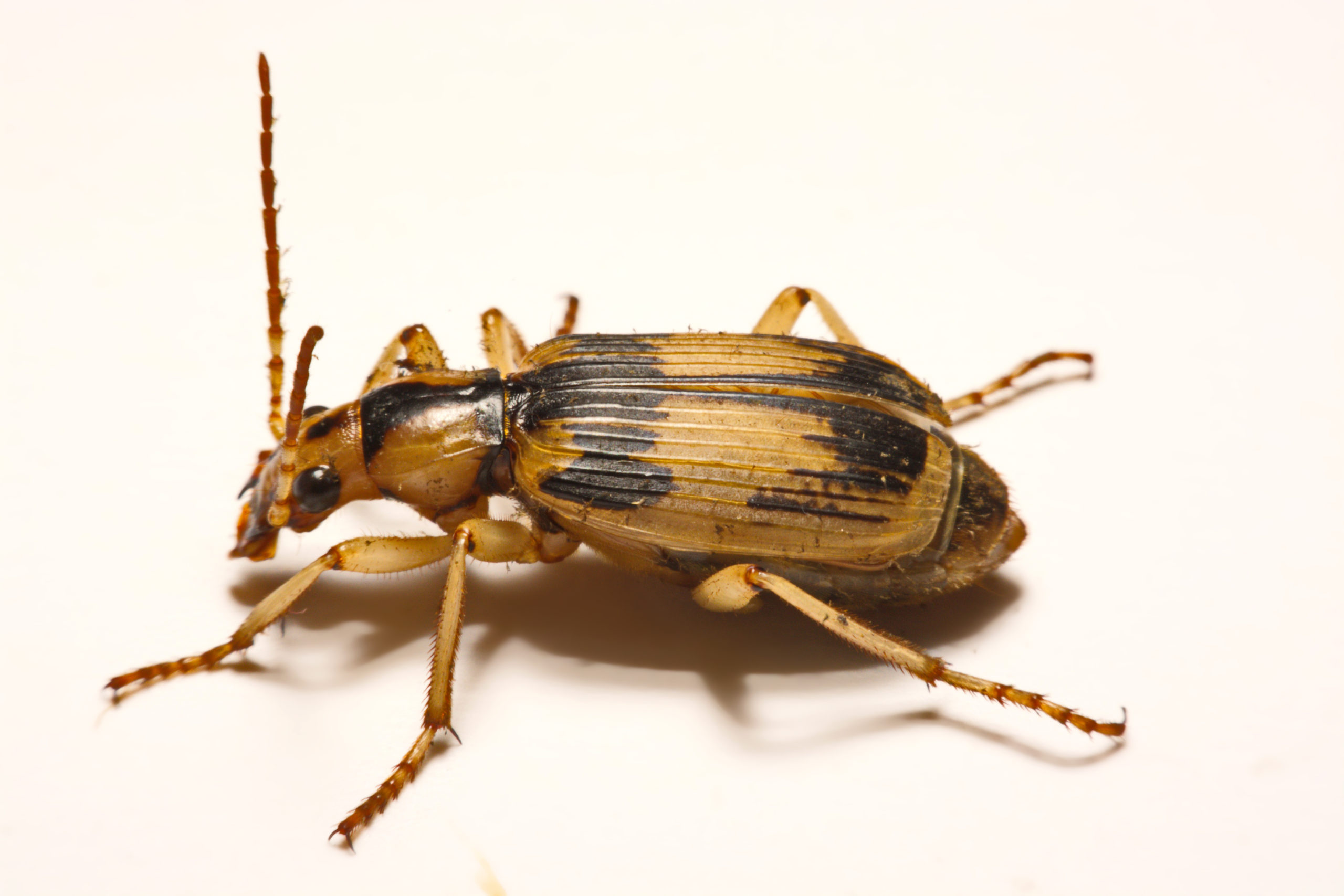 shutterstock 693422413 scaled Do Insects Fart?
