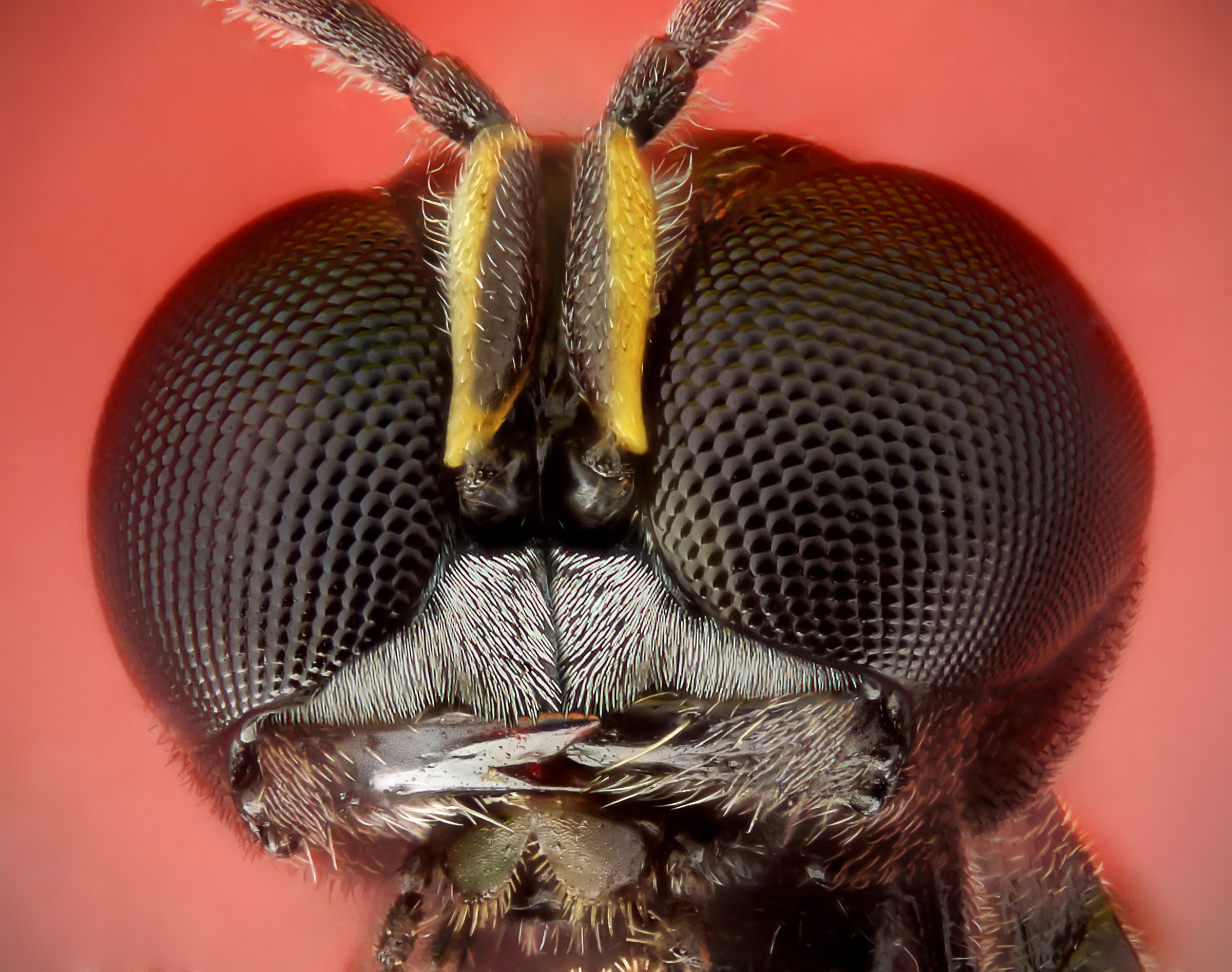 shutterstock 83790979 Insect and Pest Vocabulary Words