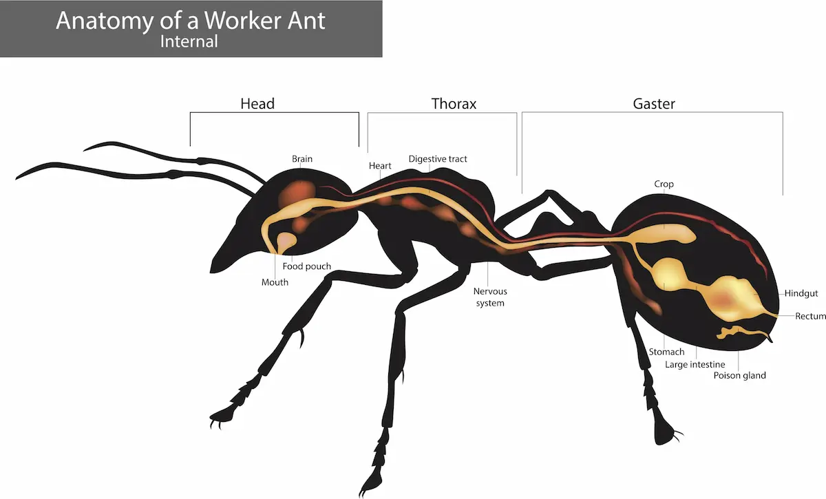 Diagram showing the internal anatomy of a worker ant.