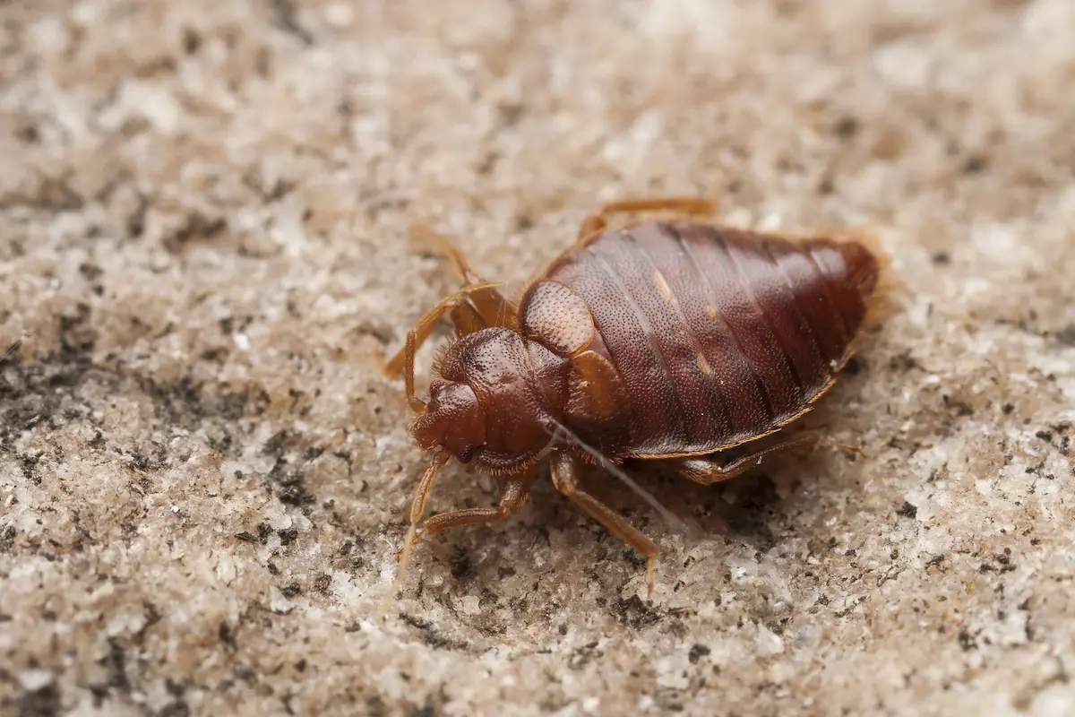 Close-up image of a bed bug crawling on fabric surface