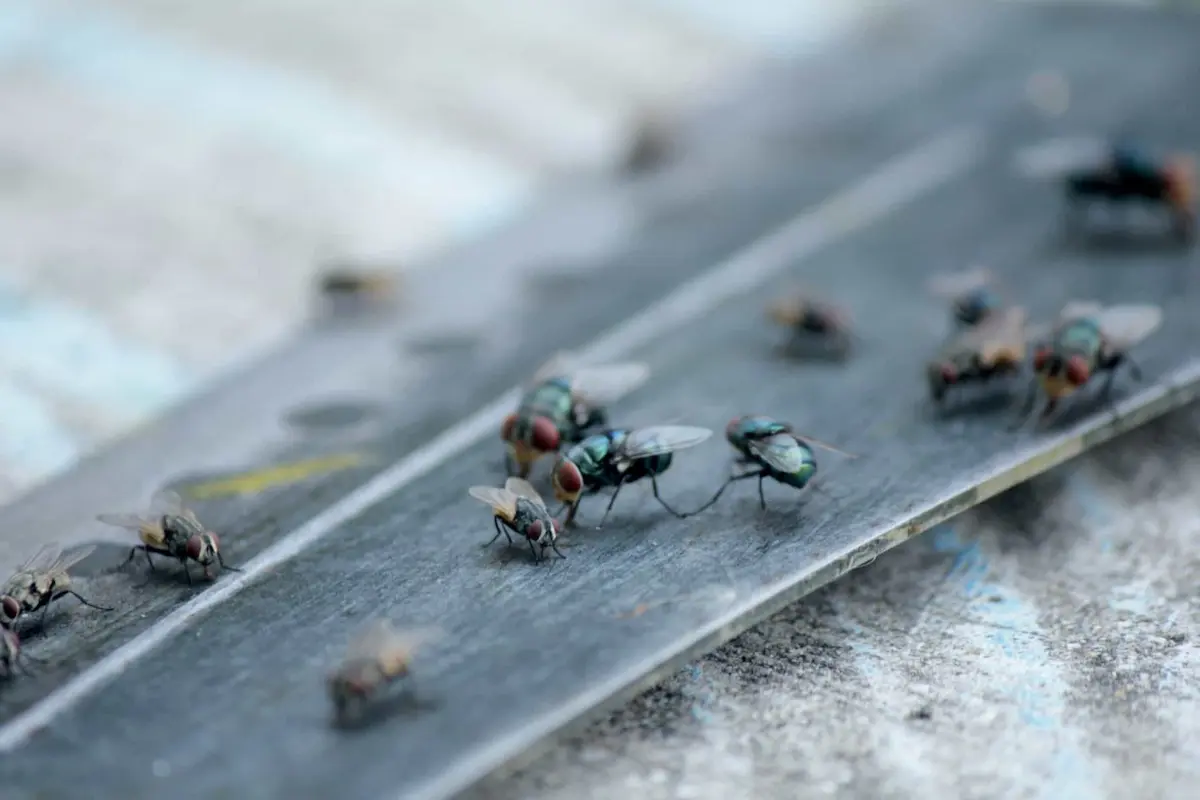 Multiple houseflies gathered on metallic outdoor surface
