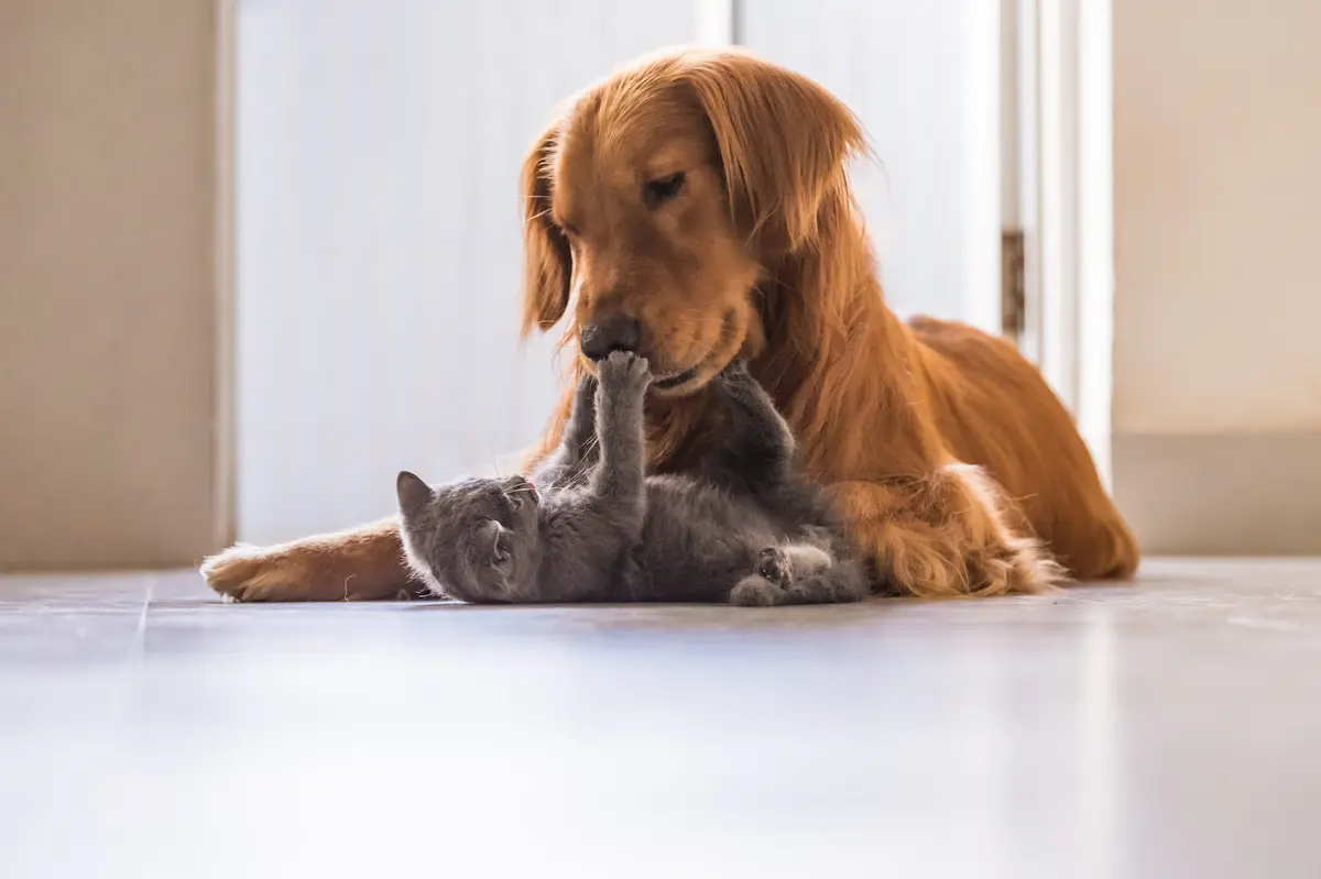 Golden retriever gently playing with a kitten indoors