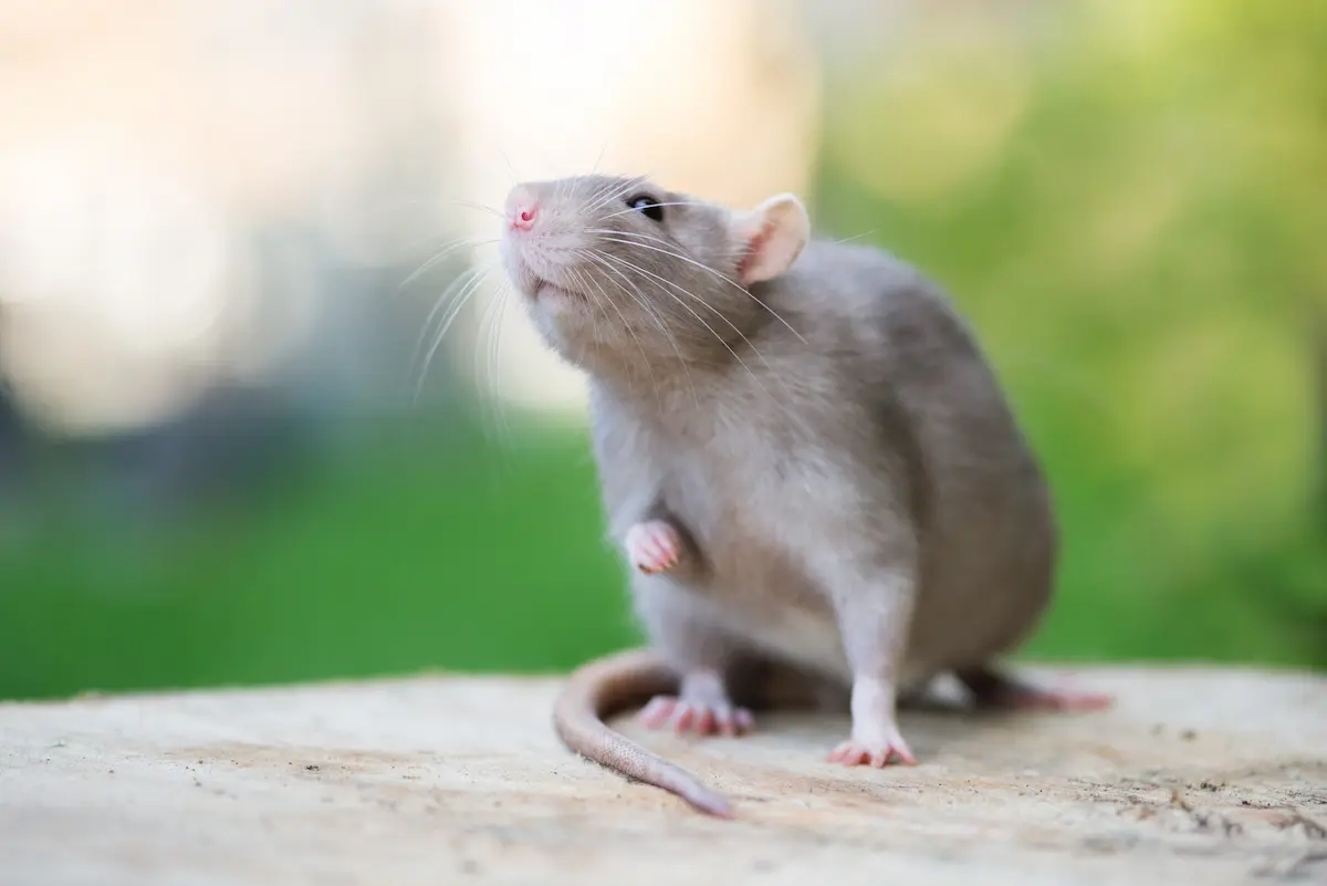 Close-up image of a gray rat sitting outdoors.
