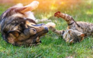 jhgswtg Dog and cat best friends playing together outdoor. Lying on the back together.
