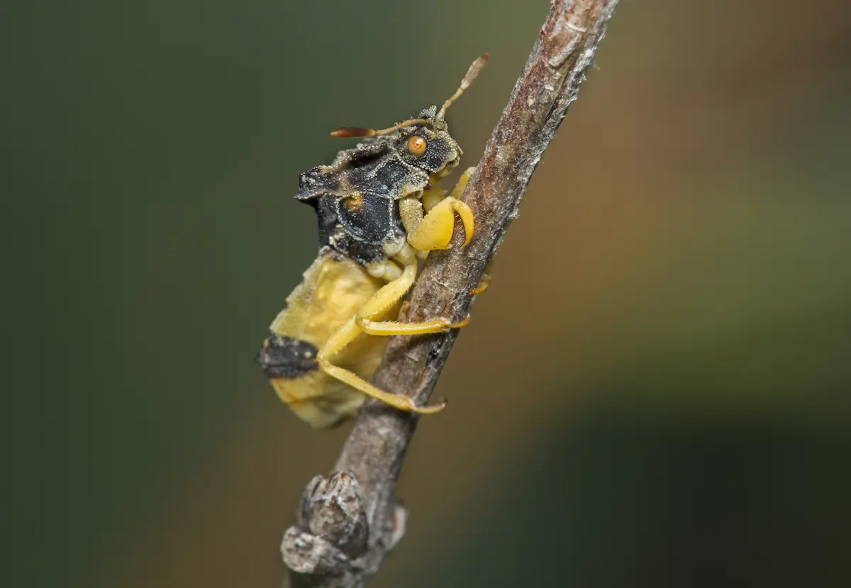Macro photo of a treehopper insect clinging to a small branch