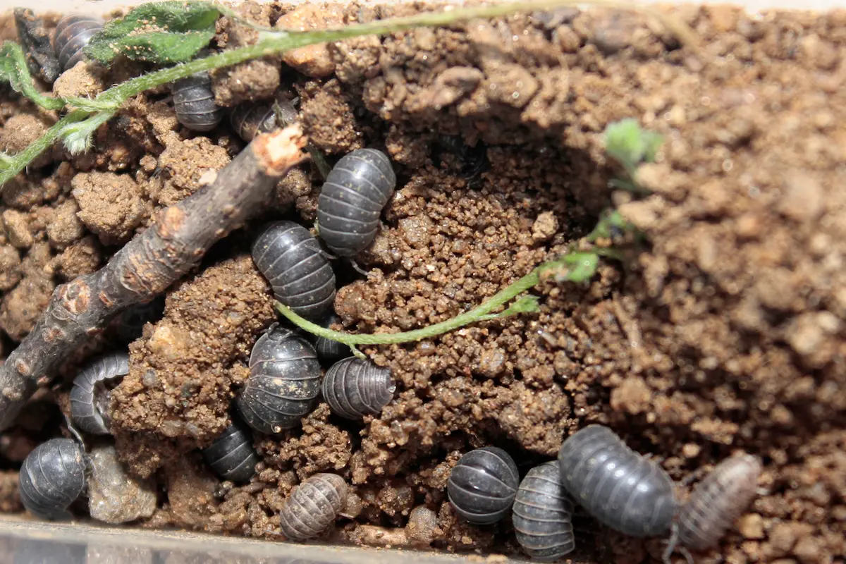 Pill bugs crawling through garden soil and organic matter