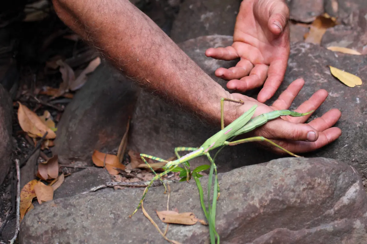 Person holding a large green praying mantis outdoors on rocks