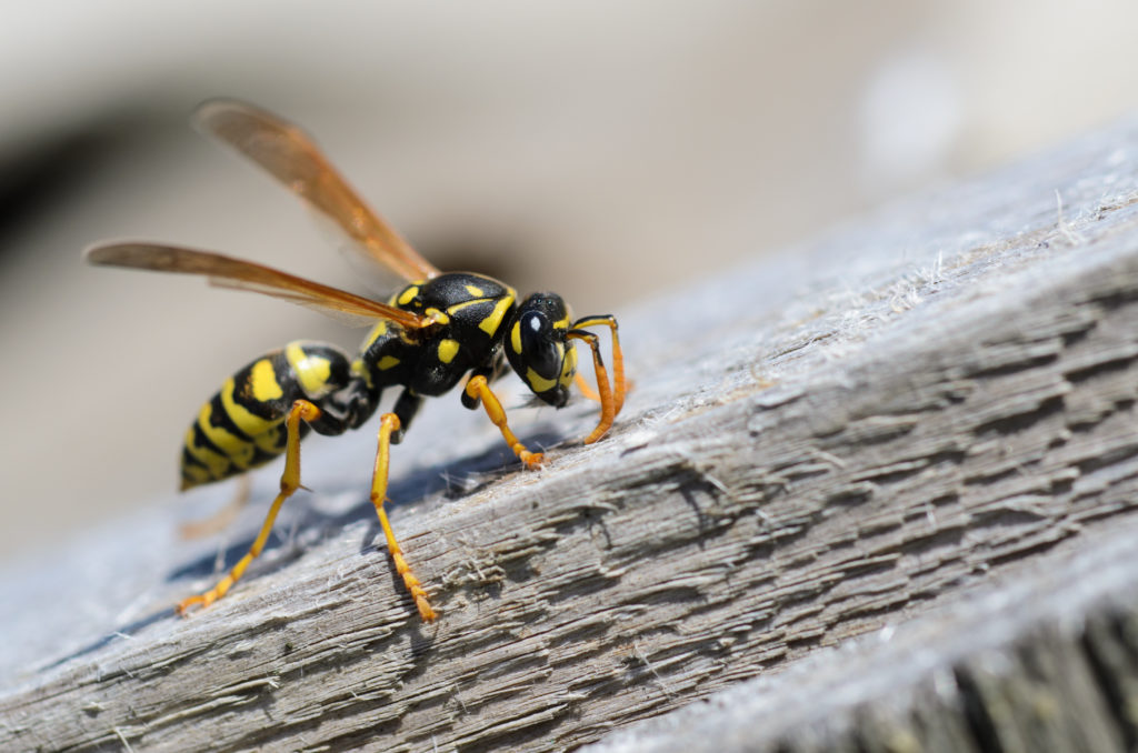 shutterstock 1074321677 Funny Names for Pests and Insects