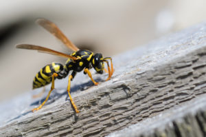 shutterstock 1074321677 Wasp,,Wasp,On,Wood,