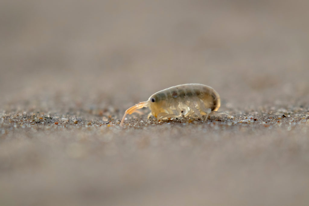 Funny Names for Pests and Insects - Pointe Pest Control | Chicago Pest Control and Exterminator Funny Names for Pests and Insects - Pointe Pest Control | Chicago Pest Control and Exterminator