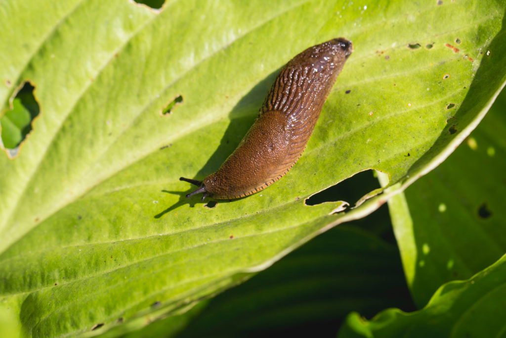 shutterstock 1143444725 Funny Names for Pests and Insects