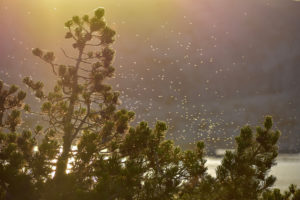 shutterstock 1222046137 Gnats,In,The,Wild