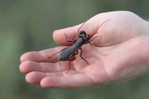 shutterstock 1279659688 Vinegaroon,(mastigoproctus,Giganteus)