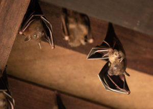 shutterstock 1309383592 Lesser,Dog-faced,Fruit,Bat,,Cyneropterus,Brachyotis,,Hanging,In,A,Roof