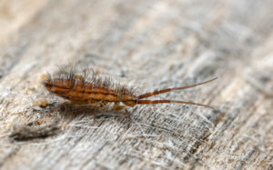 shutterstock 1356183944 Slender,Springtail,,Orchesella,Flavescens,On,Wood