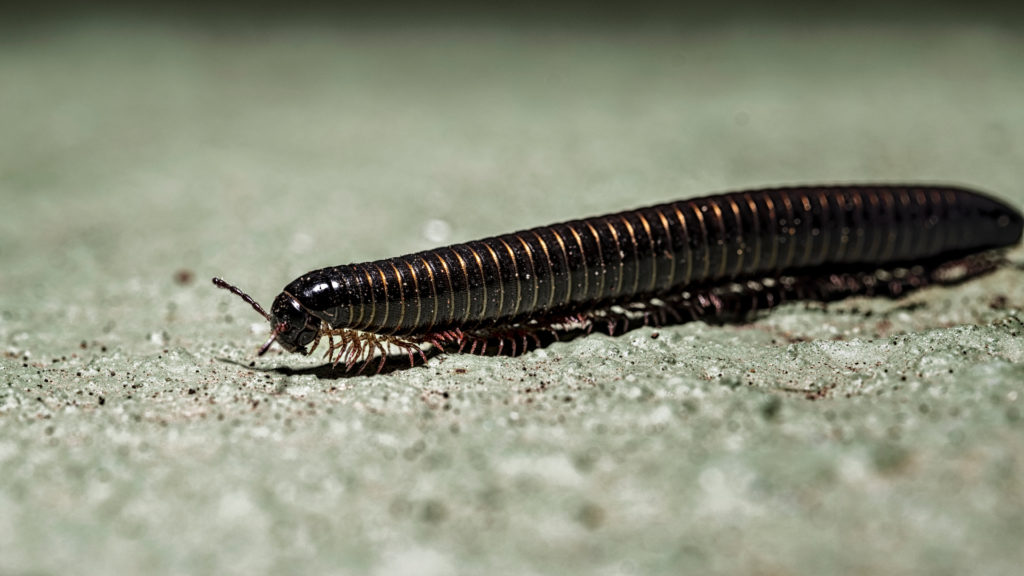 shutterstock 1376924003 Funny Names for Pests and Insects