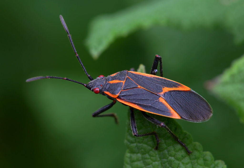 Funny Names for Pests and Insects - Pointe Pest Control | Chicago Pest  Control and Exterminator