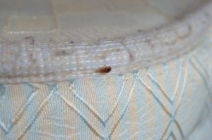 shutterstock 1414569083 An,Adult,Bedbug,Clings,To,The,Edge,Of,A,Mattress