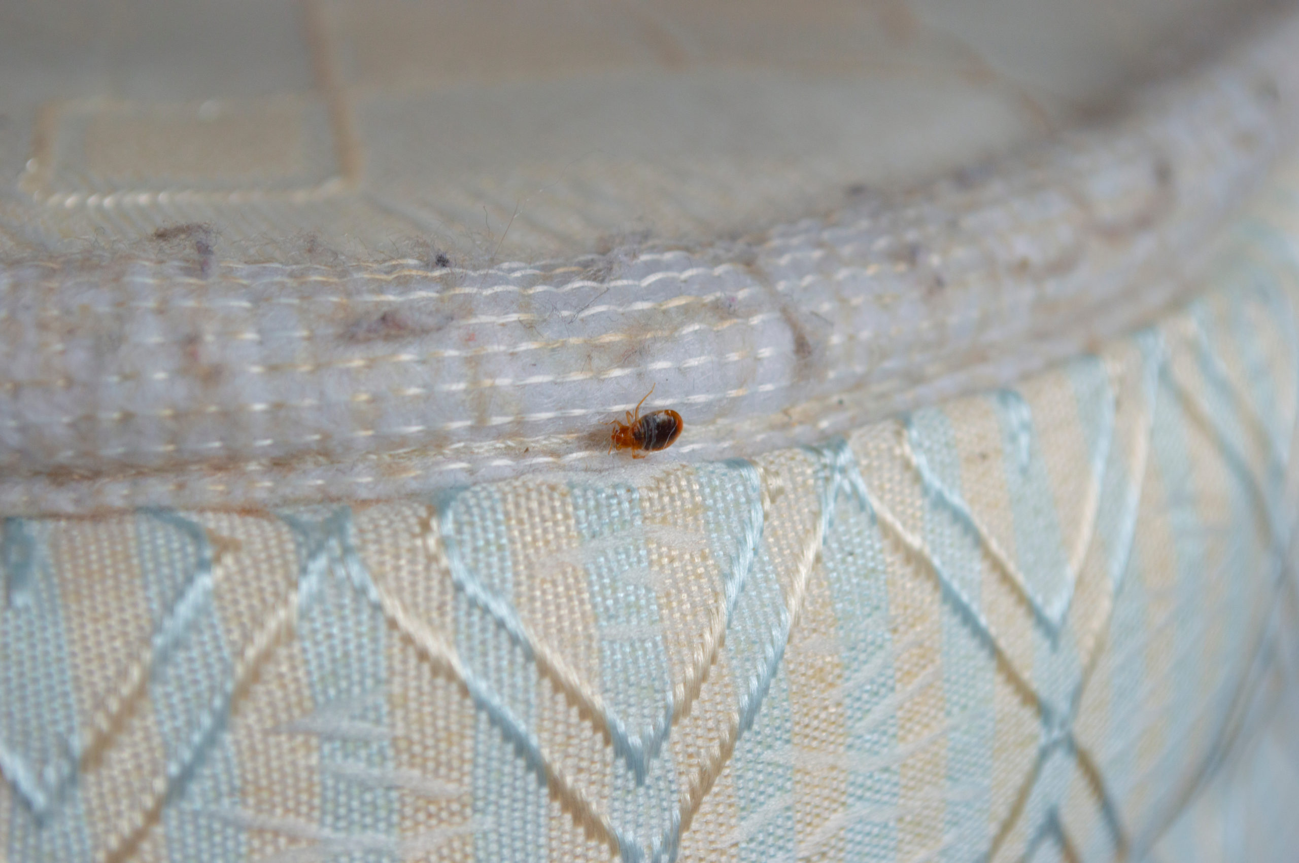 shutterstock 1414569083 scaled Top 10 Bed Bug Myths