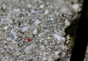 shutterstock 1419711368 A,Clover,Mite,On,The,Concrete,Patio