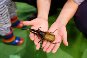 shutterstock 1472296952 Hercules,Beetle,On,Hand.,Children,Touching,Insects.
