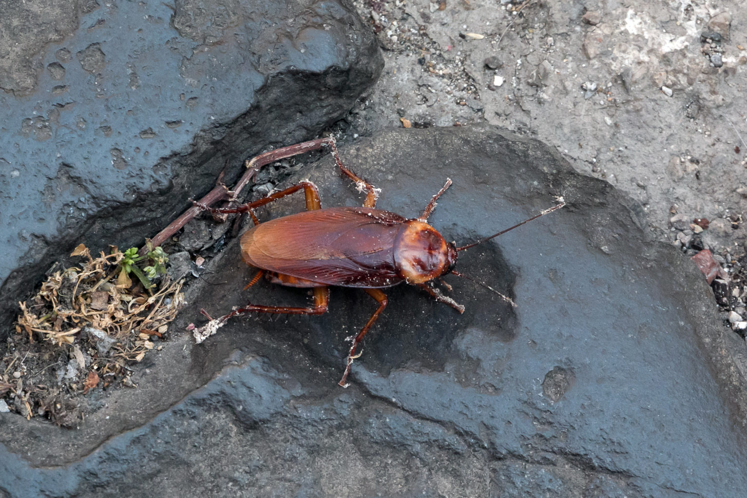 Funny Names for Pests and Insects - Pointe Pest Control: Chicago ...