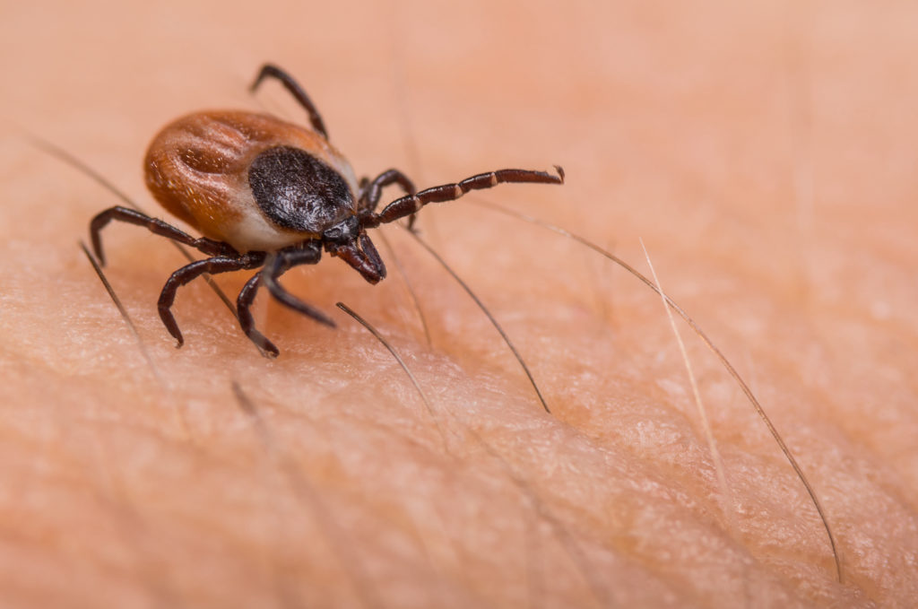 Funny Names for Pests and Insects - Pointe Pest Control | Chicago Pest Control and Exterminator Funny Names for Pests and Insects - Pointe Pest Control | Chicago Pest Control and Exterminator
