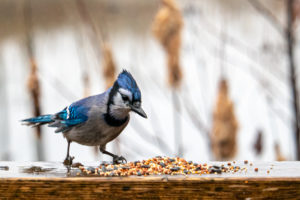 shutterstock 1594379245 A,Wet,Blue,Jay,In,Rainy,Weather,Inspects,Birdseed,That
