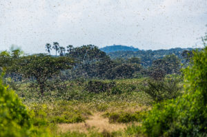 shutterstock 1634469004 Samburu,Landscape,Viewed,Through,Swarm,Of,Invasive,,Destructive,Desert,Locusts.
