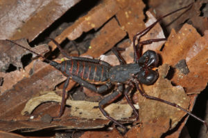 shutterstock 165352448 A,Vinegaroon,Scorpion,In,The,Rain,Forests,Of,The,Danum