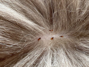 shutterstock 1659816610 Fleas,Sucking,On,Cat,Skin