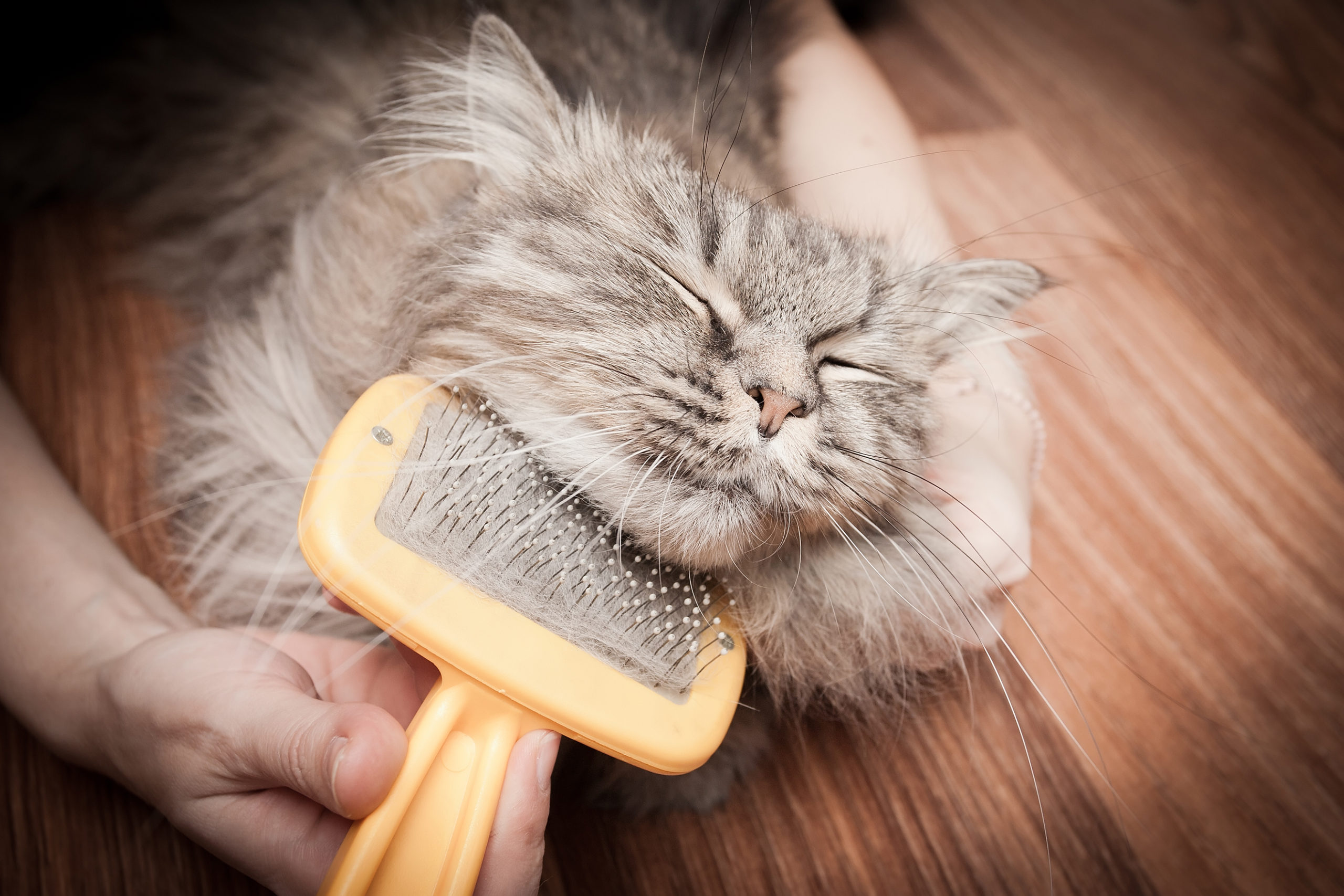 shutterstock 166275389 scaled How to Prevent Your Pets from Bringing in Pests