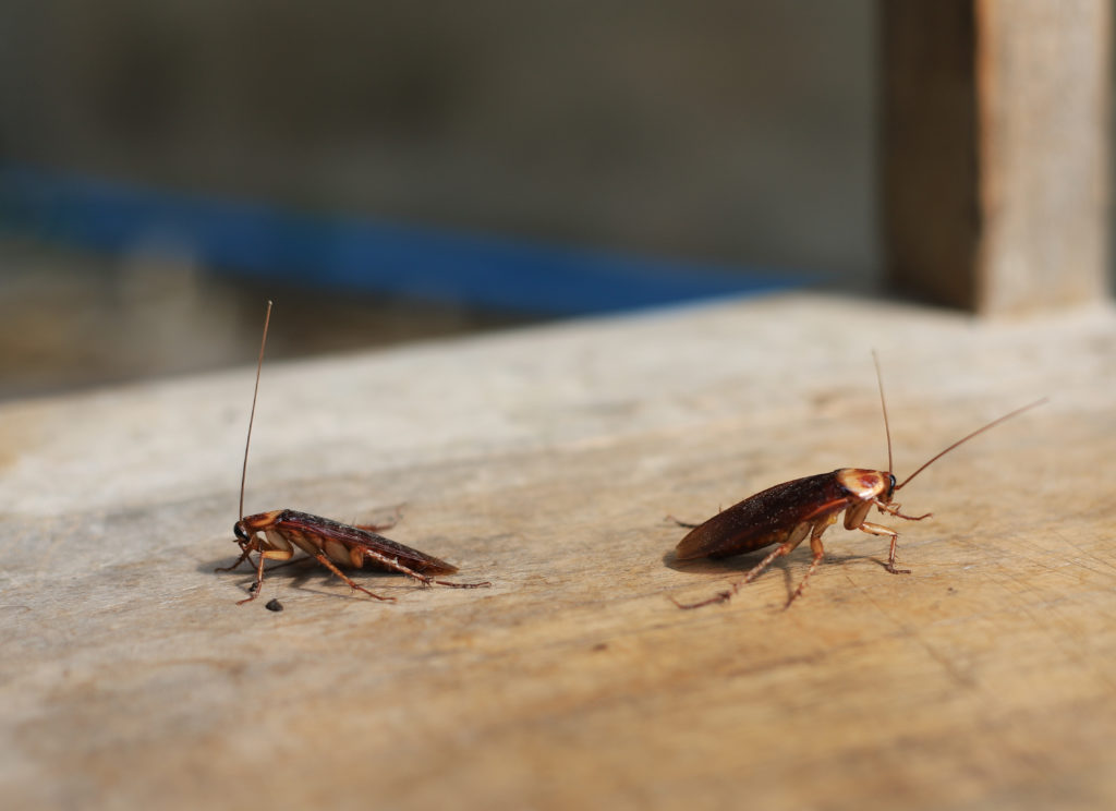 Funny Names for Pests and Insects - Pointe Pest Control | Chicago Pest Control and Exterminator Funny Names for Pests and Insects - Pointe Pest Control | Chicago Pest Control and Exterminator