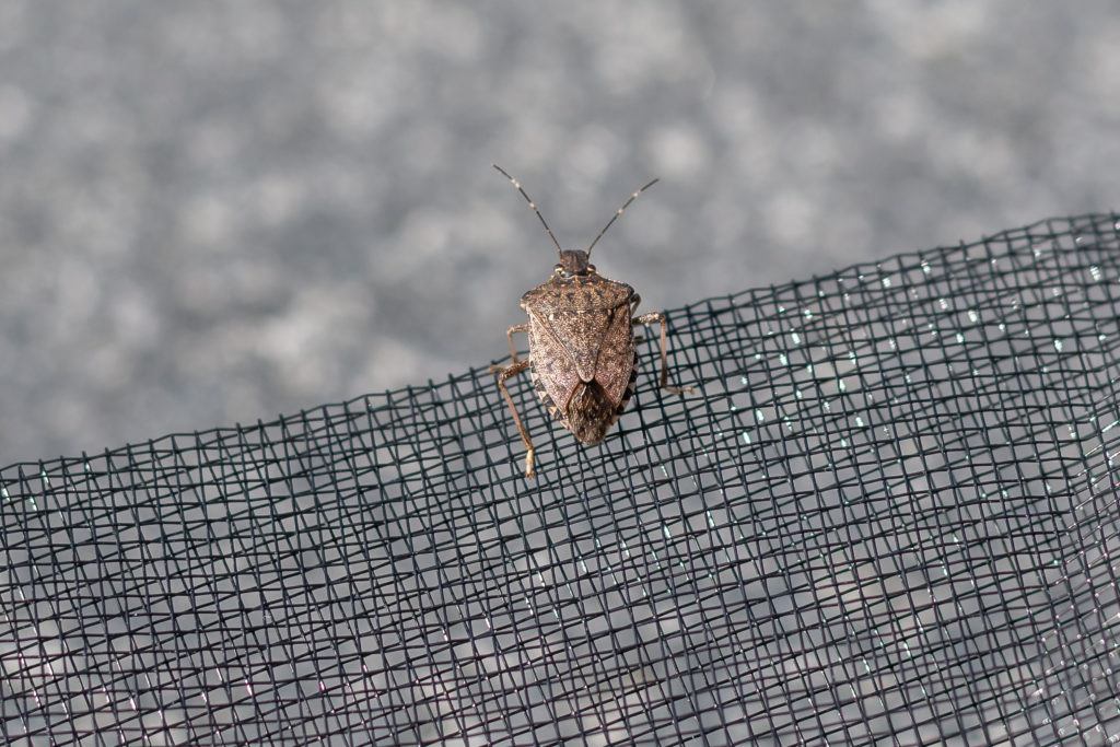 Funny Names for Pests and Insects - Pointe Pest Control | Chicago Pest Control and Exterminator Funny Names for Pests and Insects - Pointe Pest Control | Chicago Pest Control and Exterminator