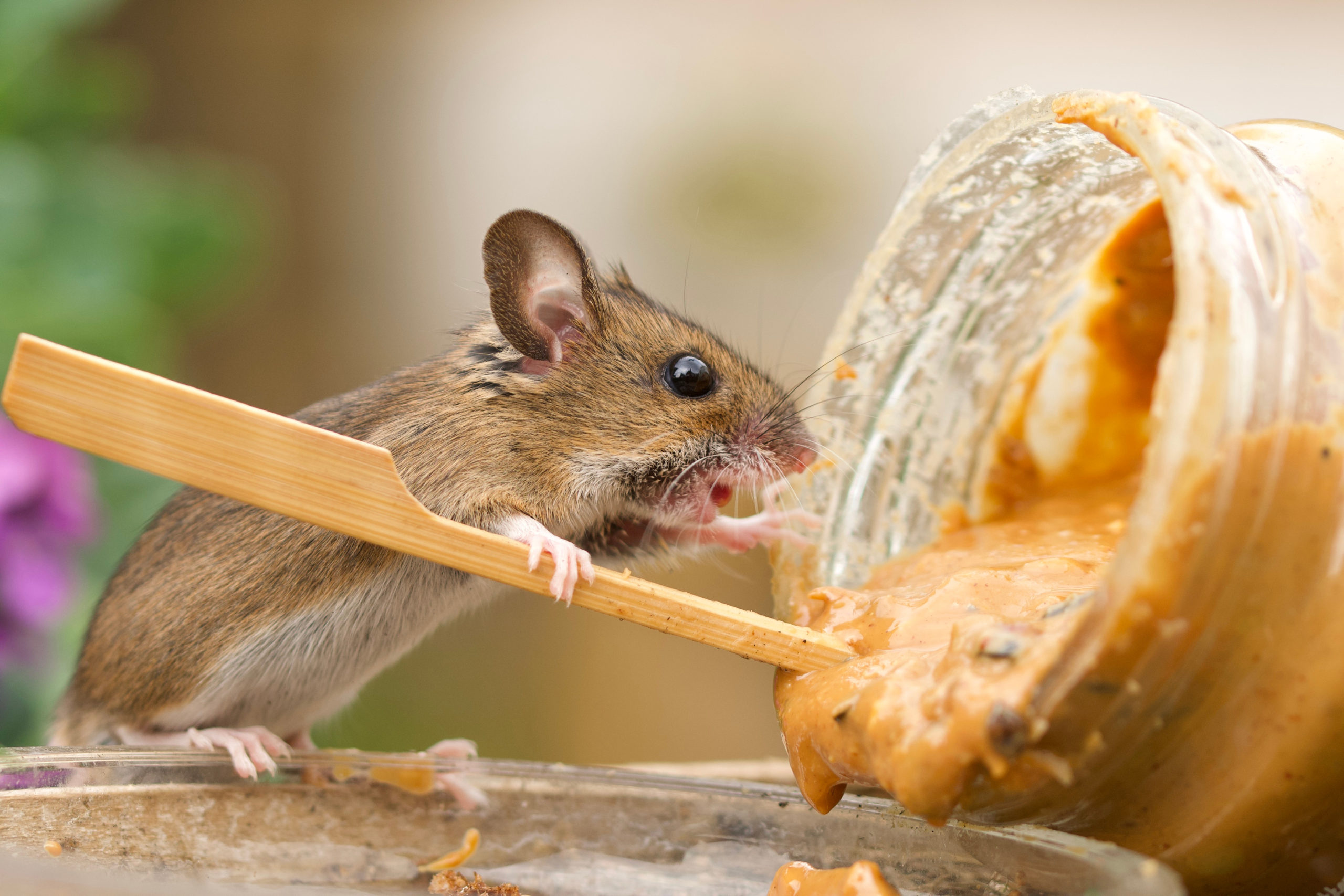 Do Rats Like Peanut Butter? - Infarrantly Creative