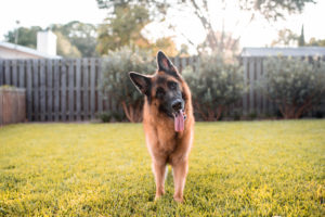 shutterstock 1791656777 German,Shepherd,Dog,Playing,On,Grass