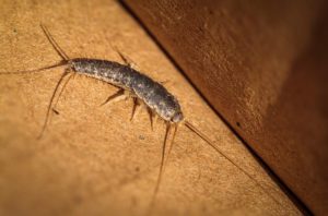 shutterstock 1818763931 Silverfish,In,A,Cardboard,Box,At,Hughes,,Act,On,A