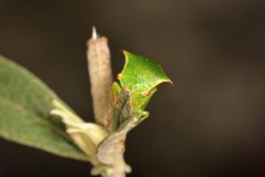 shutterstock 1834176649 Isolated,Tiny,Specimen,Of,Buffalo,Treehopper,(stictocephala,Bisonia),Of,The