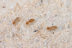 shutterstock 1871837875 Psocids,Of,The,Genus,Liposcelis,-,Psocoptera,-,Booklice,,Barklice