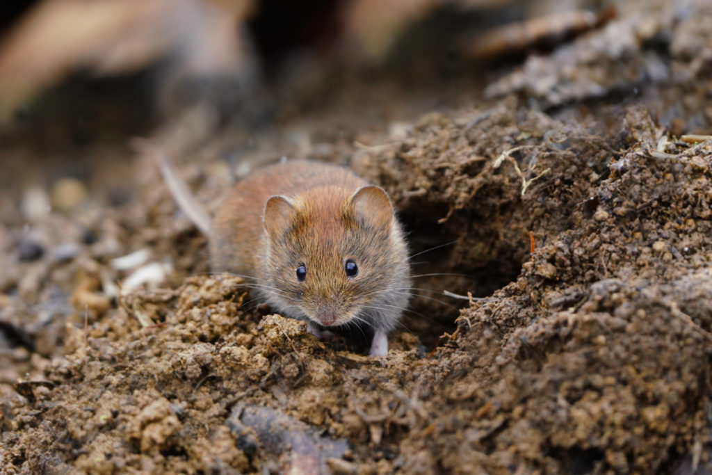 shutterstock 1950754108 Funny Names for Pests and Insects