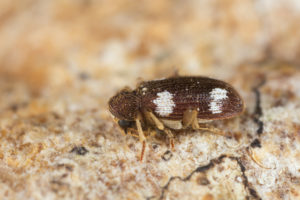 shutterstock 295822142 Spider,Beetle,,Ptinus,Sexpunctatus,On,Wood,,High,Magnification